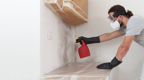 Professional Basement Mold Remediation technician working in Grand Haven, MI