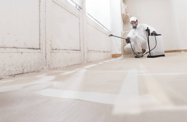 24/7 Emergency Basement Mold Remediation experts in Grand Haven, MI